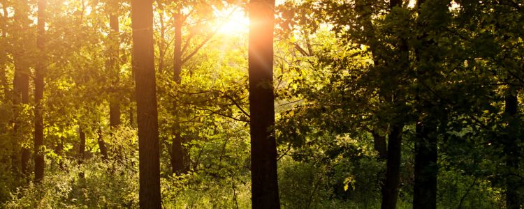 Sentiero di Fiaba sull'Altopiano di Tretto